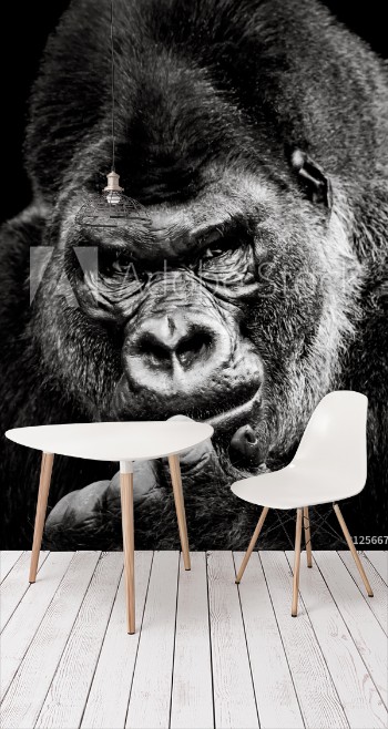 Picture of Western Lowland Gorilla X